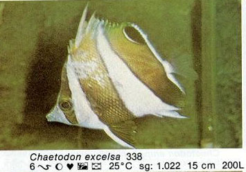 Chaetodon excelsa